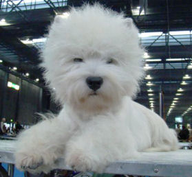Westie R�de C h.Who�s Montecillo 