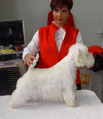 General�s Shooting Star ( Cherie) Bundessiegerschau Tulln