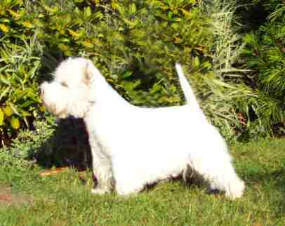 General�s Spark In The Dark ( Teddy)